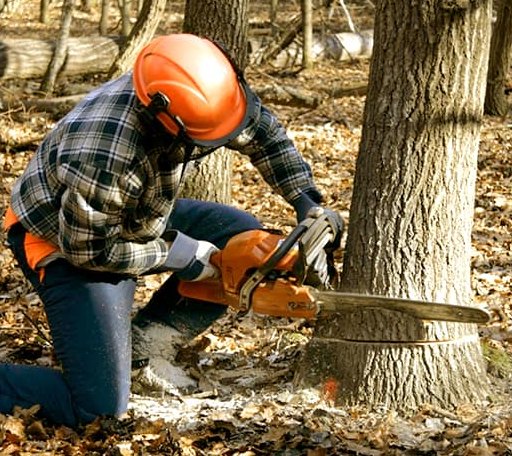 Tree Removal in Irvington, NY
